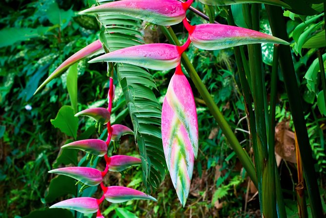 Waterfall, First One On The Road to Hana, Chocolate tour - The Art of Chocolate Making and Tasting