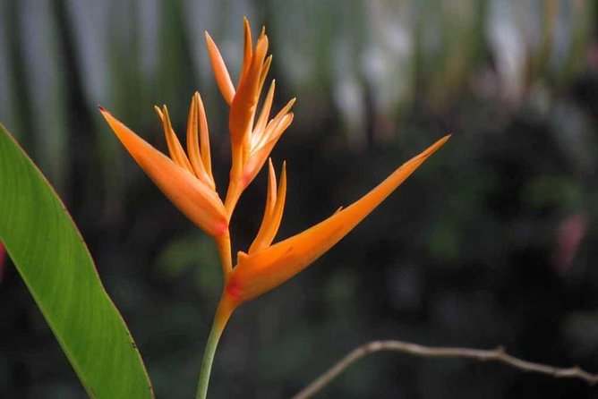 Waterfall, First One On The Road to Hana, Chocolate tour - Meeting Point and Transportation Options