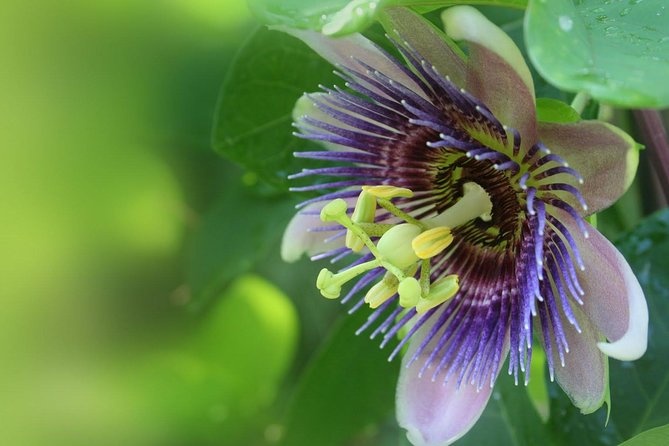 Waterfall, Rainforest, Chocolate Tour & Historical Sites - Starting Point and Duration of the Maui Adventure