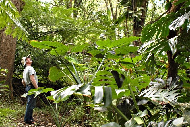 Waterfall & Rainforest Hiking Adventure with Hotel Pickup - Discover the Waterfall & Rainforest Hiking Adventure with Hotel Pickup in Maui