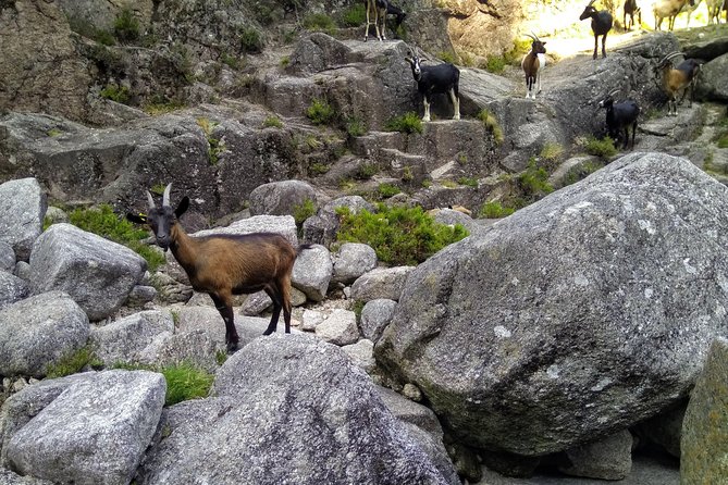 Waterfalls, Heritage and Nature in Gerês Park - from Porto - Flexibility and Focus on Nature and Heritage