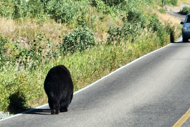 Waterton Lakes Park and South Alberta Private Scenic Tour - Scenic Drives and Wildlife Observation