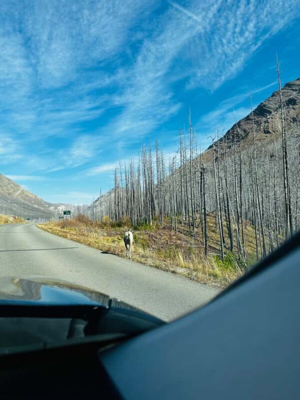 Waterton National Park Adventure Day Tour from Calgary - Strolling Through Waterton Townsite and Optional Lake Cruise