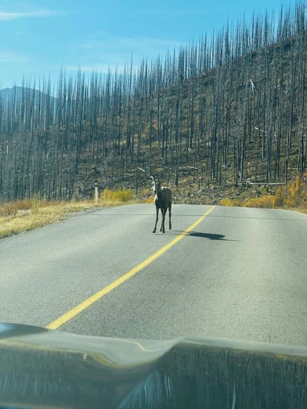 Waterton National Park Adventure Day Tour from Calgary - Wildlife Viewing at Buffalo Paddock or Okotoks Big Rock