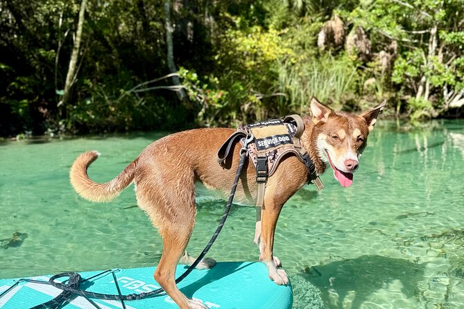 Weeki Wachee Springs Guided Paddleboard Tour with Your Pet - Key Points