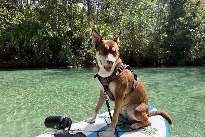 Weeki Wachee Springs Guided Paddleboard Tour with Your Pet - The Calm Waters of Weeki Wachee Springs
