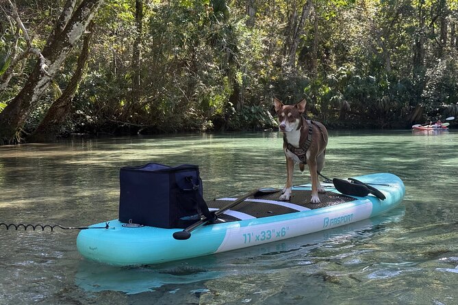 Weeki Wachee Springs Guided Paddleboard Tour with Your Pet - Group Size and Booking Flexibility