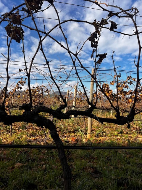 Weinsonntag auf Mallorca - Who Would Enjoy This Experience Most