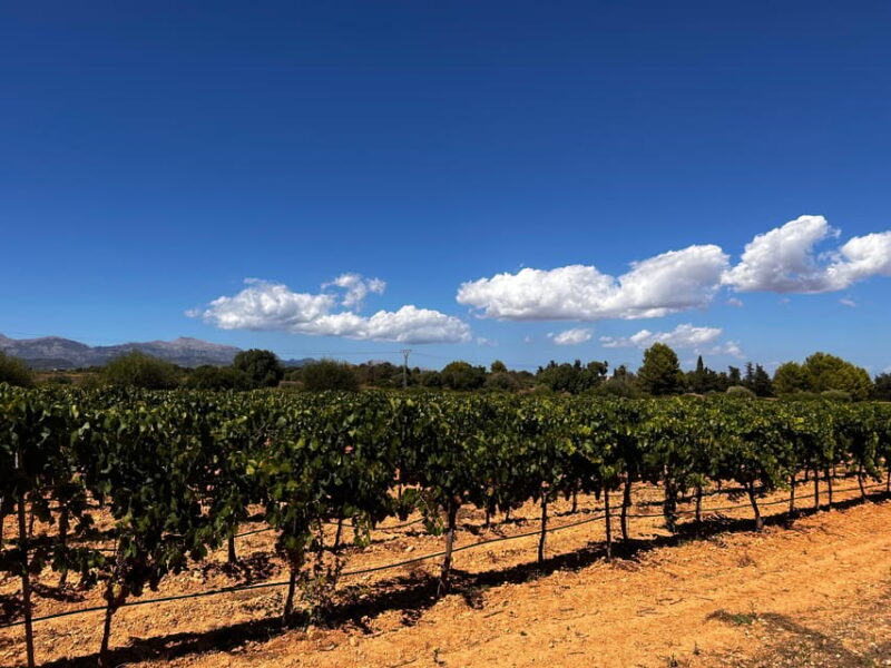 Weinsonntag auf Mallorca - Frequently Asked Questions