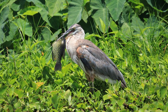 Wekiva Wildlife Kayaking Adventure Tour - What Makes the Wekiva Wildlife Kayaking Tour Stand Out