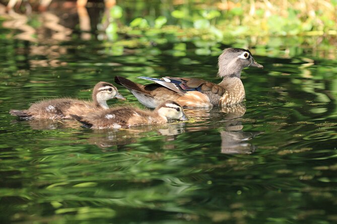 Wekiva Wildlife Kayaking Adventure Tour - Physical Requirements and Accessibility