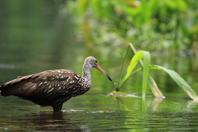 Wekiva Wildlife Kayaking Adventure Tour - Guides: Knowledgeable, Friendly, and Supportive