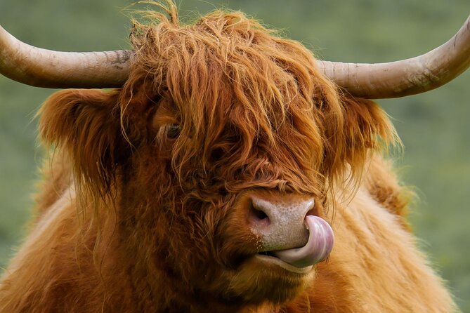 West Coast Lochs & Castles Tour - from Edinburgh - Kilchurn Castle: Highland Ruins with Mystique