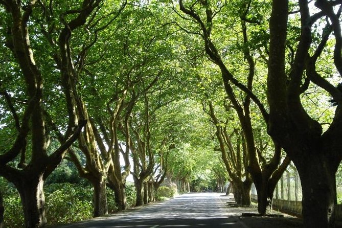 West Coast Van Tour (Half Day) | Terceira Island - The Guide Experience: Knowledgeable and Personable