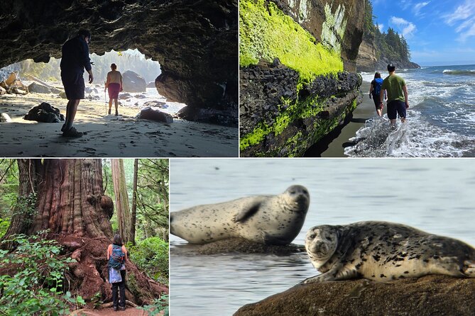 West Coast Wildlife Rainforest Waterfall and Beaches - Discover the West Coast Wildlife Rainforest Waterfall and Beaches Tour