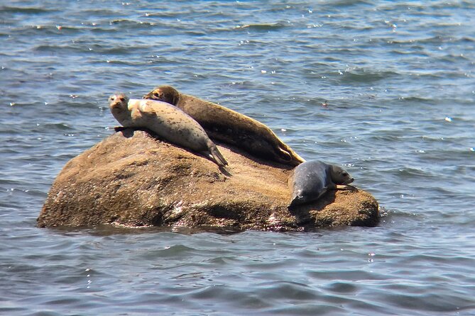 West Coast Wildlife Rainforest Waterfall and Beaches - Lunch Break at Shirley Delicious Cafe