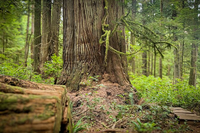 West Coast Wildlife Rainforest Waterfall and Beaches - Exploring Sandcut Beachs Natural Beauty