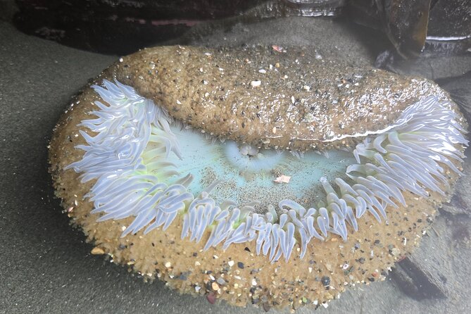 West Coast Wildlife Rainforest Waterfall and Beaches - Marine Wildlife Sighting at Muir Creek Beach