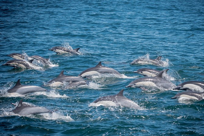 West Harbor LA Whale and Dolphin Watching Cruise - Key Points