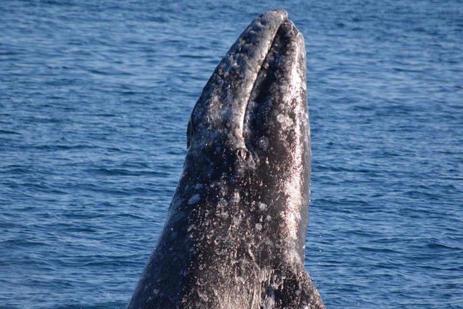 West Harbor LA Whale and Dolphin Watching Cruise - The Departure Point and Tour Duration in Los Angeles Harbor