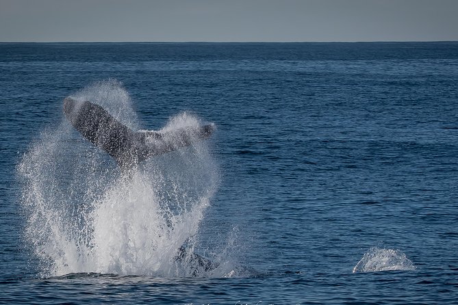 West Harbor LA Whale and Dolphin Watching Cruise - Onboard Education and Narration