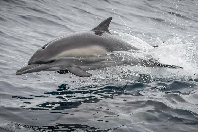 West Harbor LA Whale and Dolphin Watching Cruise - Practical Information and Accessibility