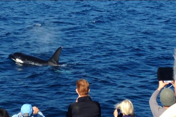 West Harbor LA Whale and Dolphin Watching Cruise - Who Will Enjoy This Tour Most