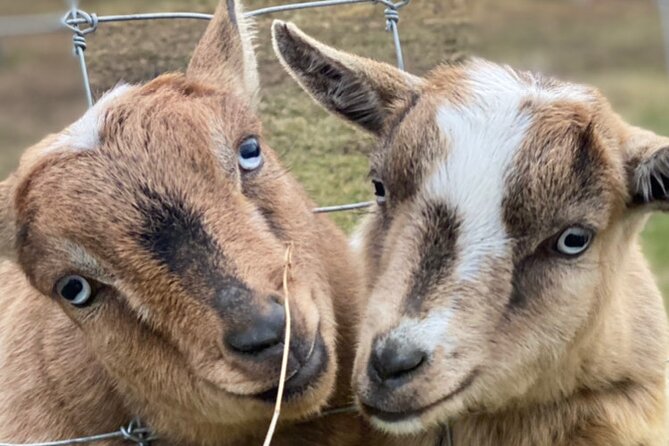 West Kelowna Half Day Wine Tour- Incl. Tasting Fees & Guide Grat! - Frind Estate Winery: A Historic, Scenic Stop