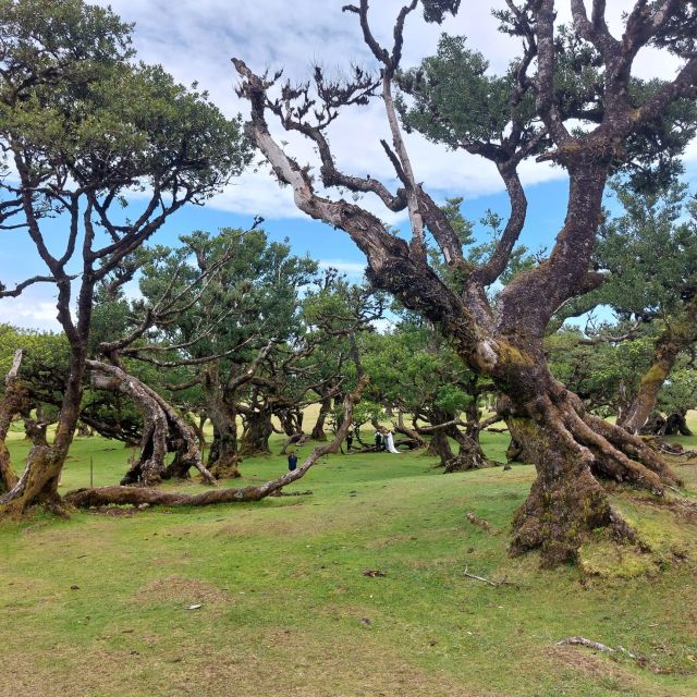 West Madeira:, Laurel Forest, Waterfall, Rock Pools, Walk - From Funchal to the Spectacular Viewpoints and Forests