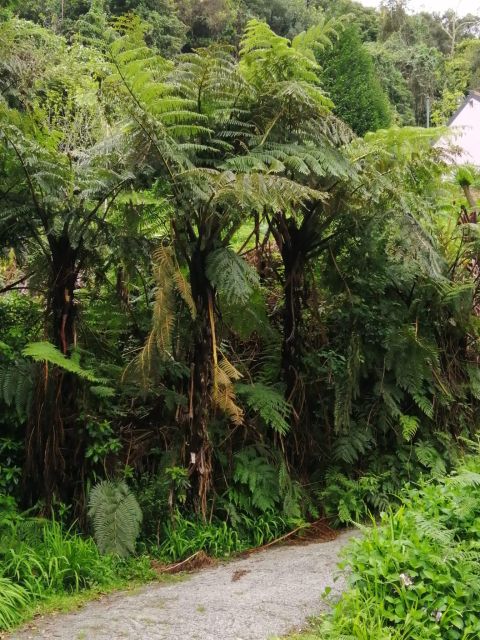 West Madeira:, Laurel Forest, Waterfall, Rock Pools, Walk - The Guide and Overall Experience
