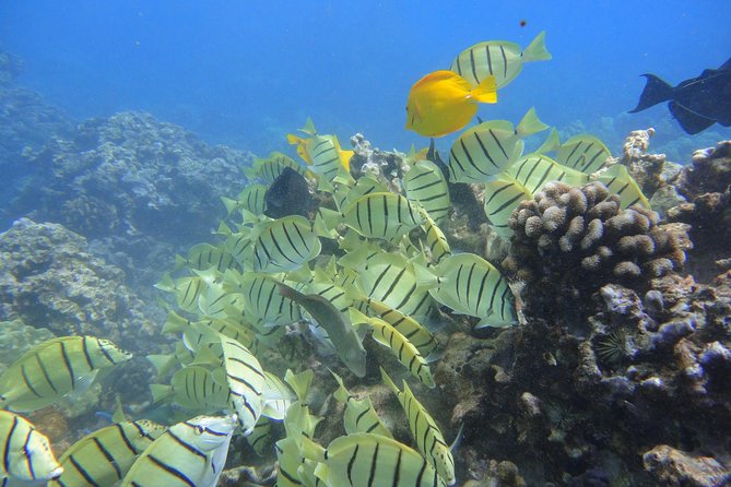 West Maui Snorkeling Experience by Boat from Ka'anapali - Departure from Kaanapali Beach to Marine Hotspots