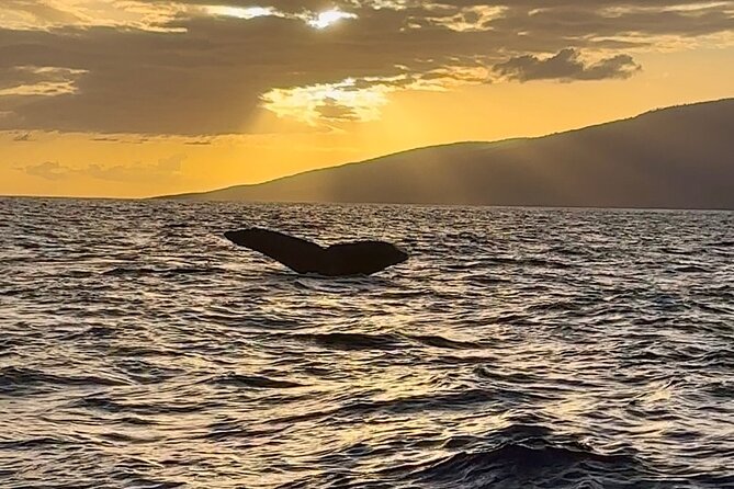 West Maui Sunset Whale Watch - An Intimate Experience with Expert Guides