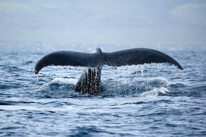West Oahu Whale Watching Excursion - Departing from Waianae Small Boat Harbor for Whale Viewing