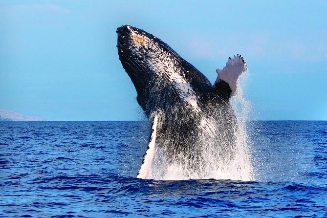 West Oahu Whale Watching Excursion - The Best Time to Spot Humpback Whales