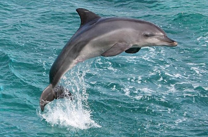 West Oahu Whale Watching Excursion - Booking, Cancellation, and Practical Tips