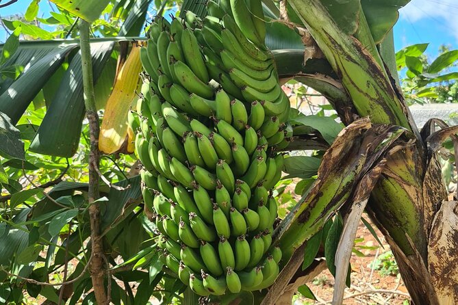 West of Madeira Private Half-Day Tour - Ponta do Sol, the Sunniest Municipality