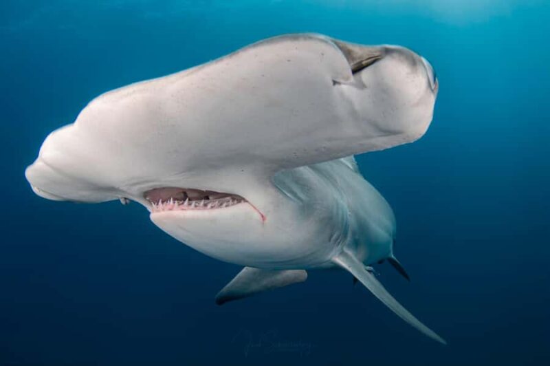 West Palm Beach: Shark Snorkel Adventure with Gung Ho Divers - Key Points