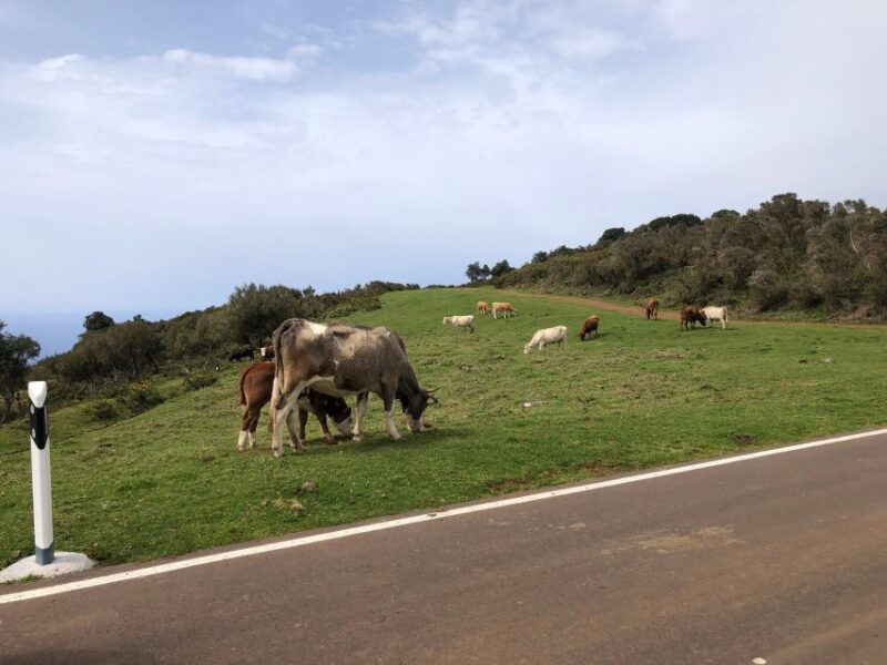 West Safari - The natural pool Porto Moniz Open Roof Jeeps - Exploring Paul da Sera and Levada Walks