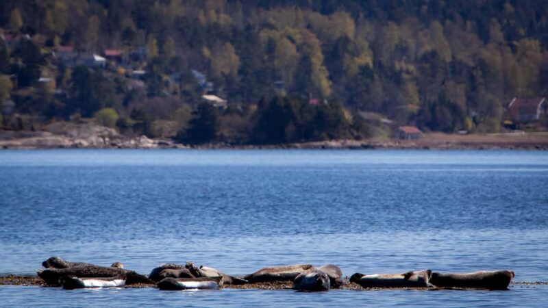 West Sweden: Paddle with seals - Spotting Harbor Seals and Sea Birds in Their Natural Environment