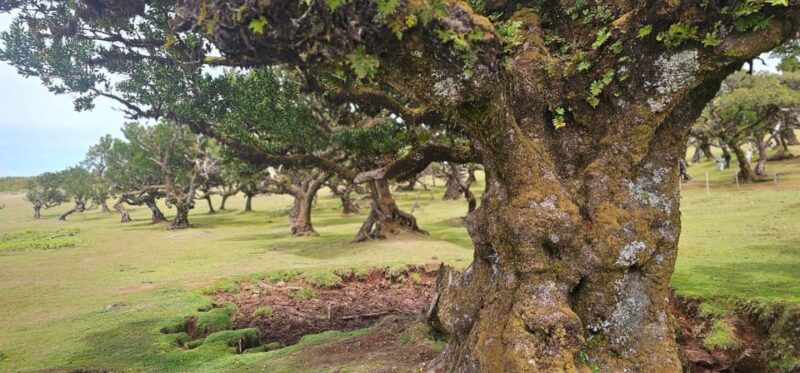 West Tour Madeira Island - Limitations and Considerations