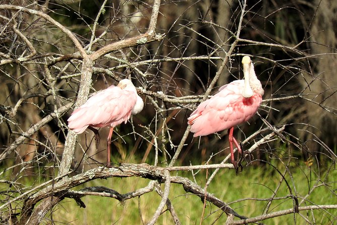 Western Everglades Adventure Tour - The Wildlife and Bird Watching on Lake Trafford