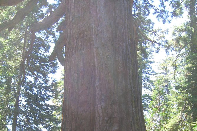 Western National Parks 7 Day Explorer Lodging - Zion National Park: Spectacular Cliffs and Petrified Dunes