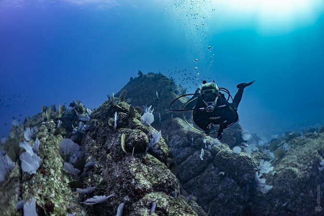 Whale and Dive Combo Tour in Los Cabos - Expert Guides and Eco-Conscious Approach