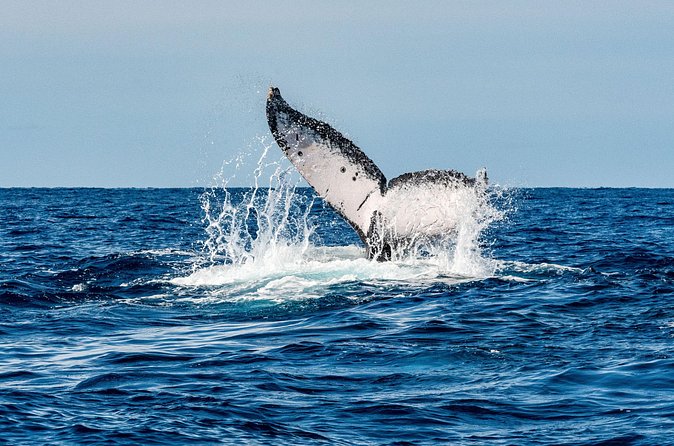 Whale and Dive Combo Tour in Los Cabos - Value for Money and What’s Included