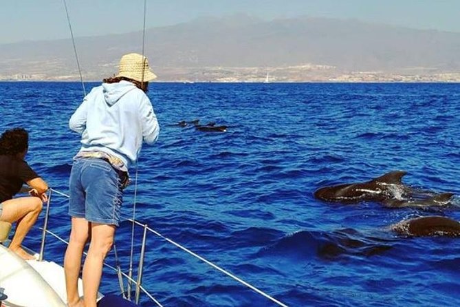 Whale and Dolphin Small Group Sailing from Tenerife South - Key Points
