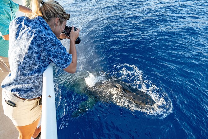 Whale and Dolphin Watch Boat Cruise in Oahu - Intimate Whale and Dolphin Watching Adventure in Oahu for $125