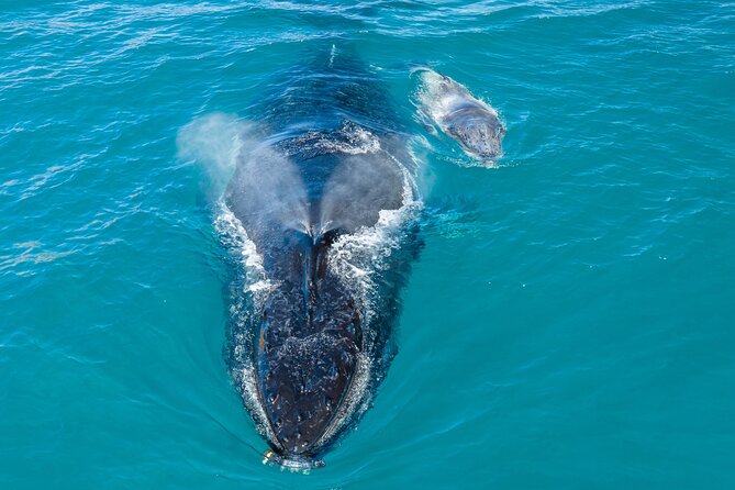 Whale and Dolphin Watch Boat Cruise in Oahu - Key Points