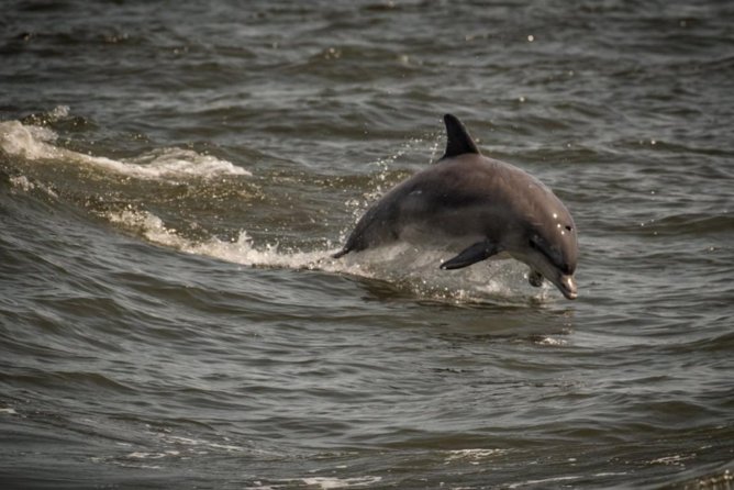Whale and Dolphin Watching Cruise from Cape May - The Boat and Facilities: Comfort and Accessibility
