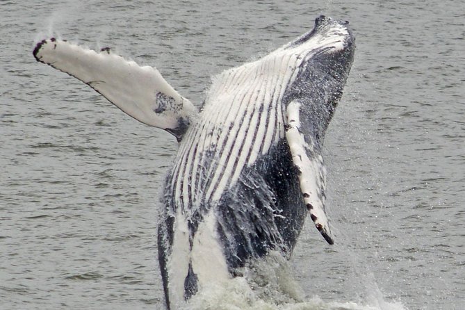 Whale and Dolphin Watching Cruise from Cape May - Weather Conditions and What to Wear