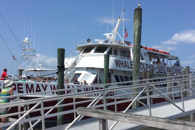 Whale and Dolphin Watching Cruise from Cape May - What Reviews Reveal About the Experience